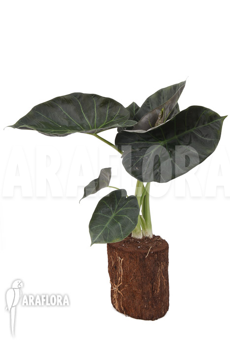 Alocasia ‘Regal shields’