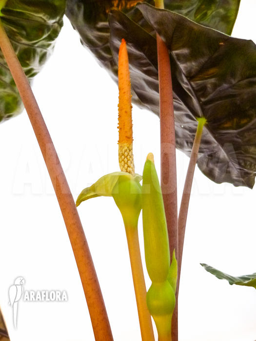 Alocasia aurora