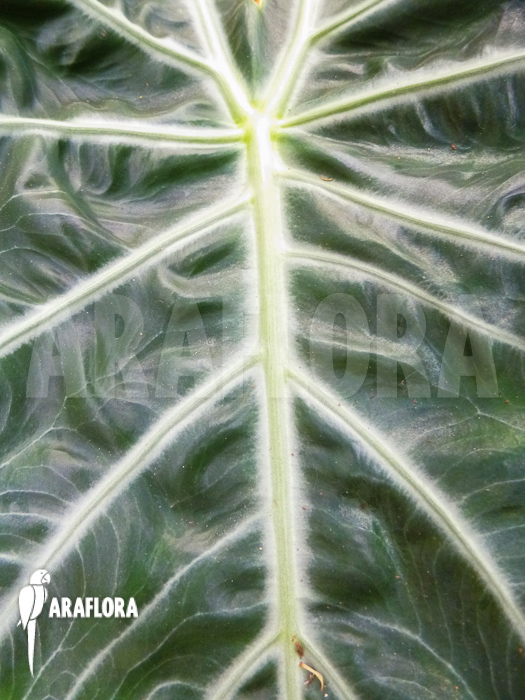 Alocasia aurora