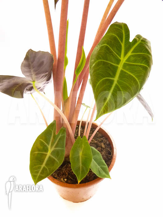 Alocasia aurora