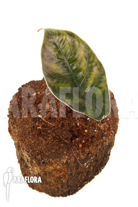 Alocasia azlanii