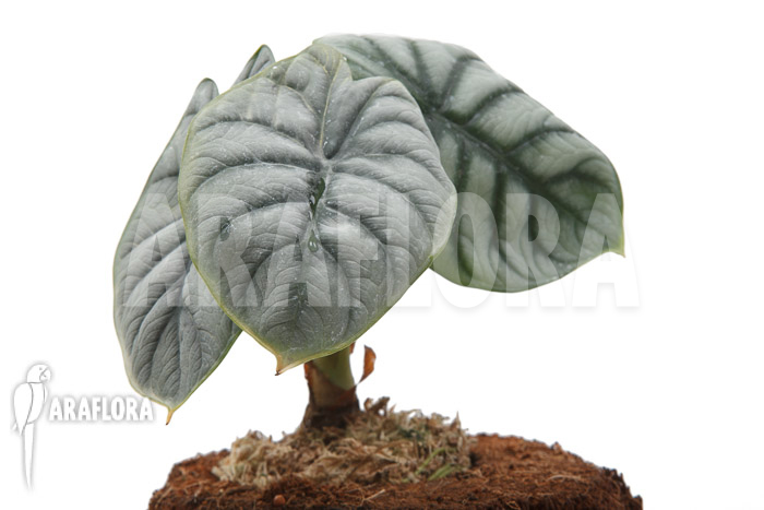Alocasia baginda ‘Silver dragon’ ‘M’