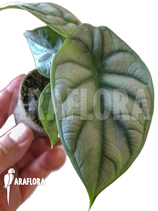 Alocasia baginda ‘Silver dragon’ Starter