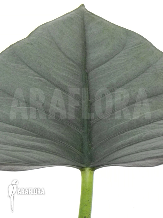 Alocasia chaii