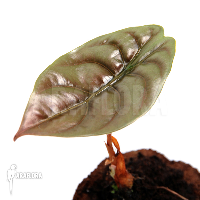 Alocasia cuprea
