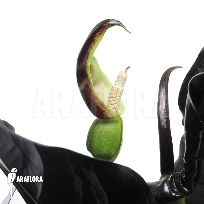 Alocasia infernalis