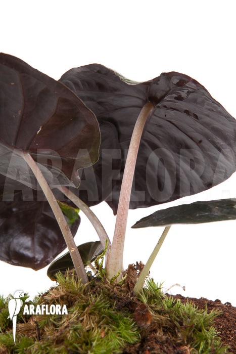 Alocasia infernalis Black Magic ‘M’