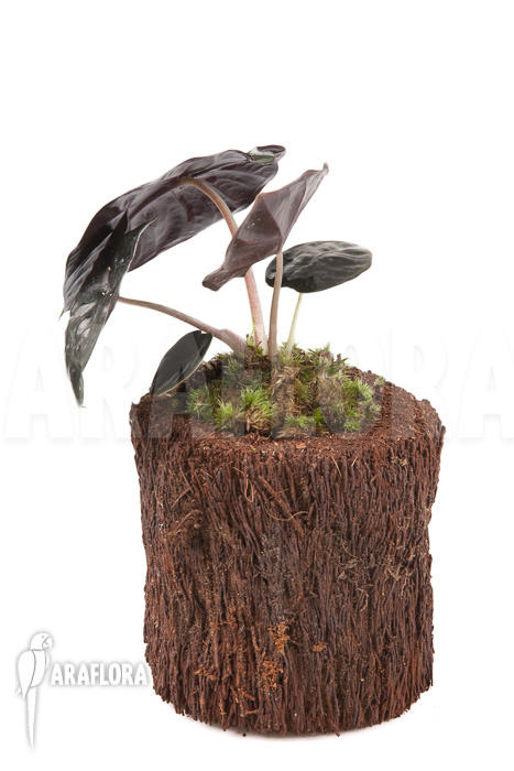 Alocasia infernalis Black Magic ‘M’