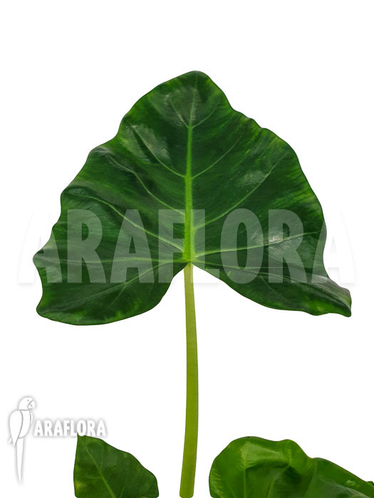 Alocasia lutea