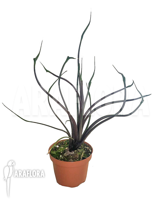 Alocasia plumbea ‘Flying Squid’