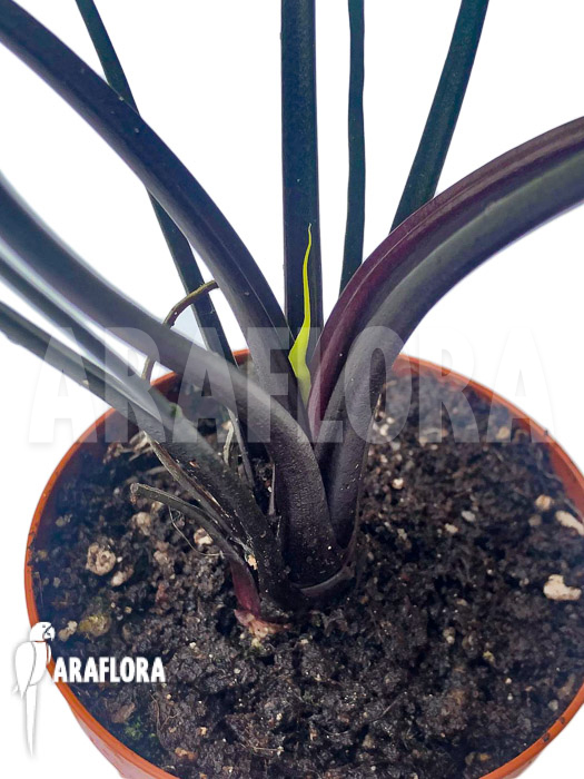 Alocasia plumbea ‘Flying Squid’