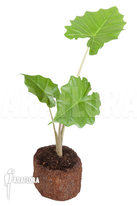 Alocasia portodora