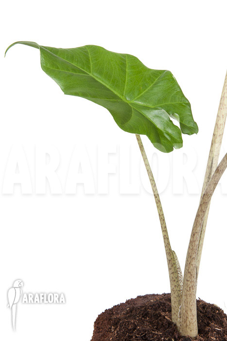 Alocasia portodora