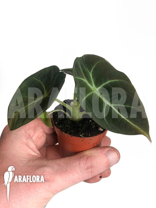 Alocasia reginula ‘Black Velvet’ ‘starter’