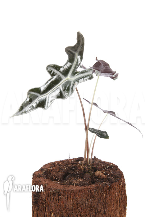 Alocasia sanderiana ssp nobilis