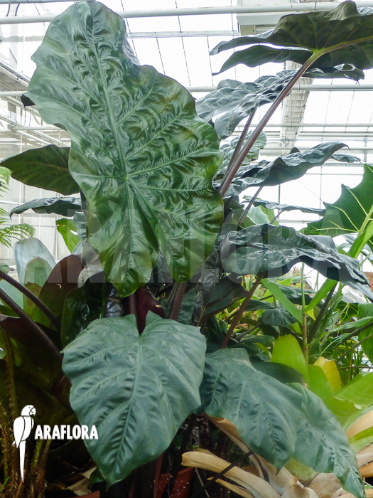 Alocasia x portodora Black beauty