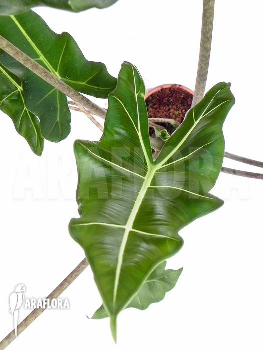 Alocasia x Sarian (zebrine x micholitziana)  ‘M’