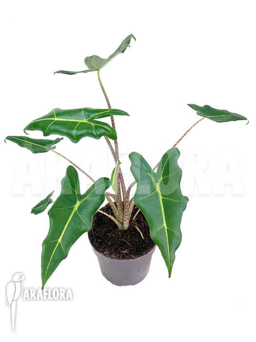 Alocasia x Sarian (zebrine x micholitziana) ‘S’