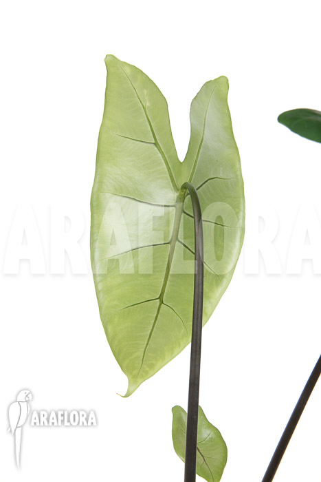 Alocasia zebrina ‘Black zebrina’