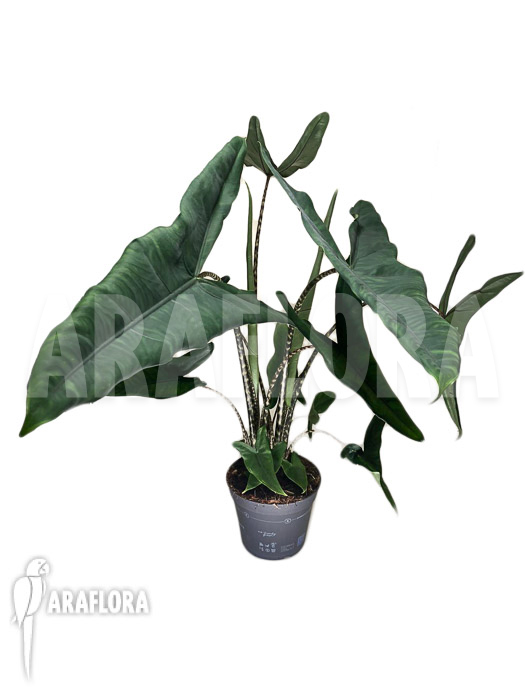 Alocasia zebrina ‘Tigrina superba’