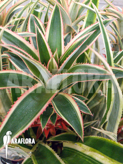 Ananas nanus variegated Red