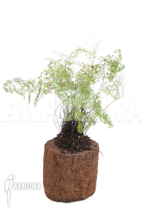 Anemia species tropical