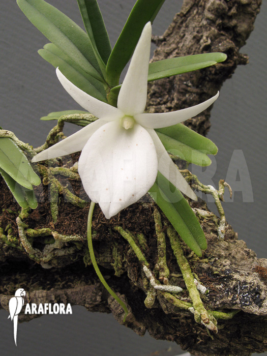 Angraecum didieri flower