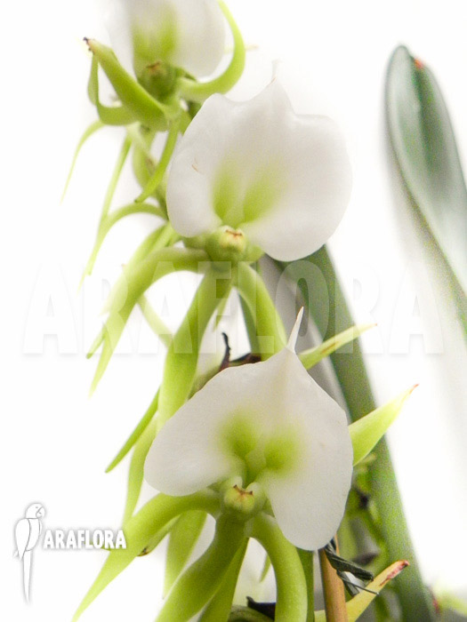 Angraecum eburneum