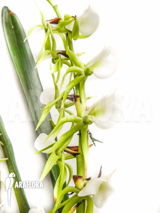 Angraecum eburneum