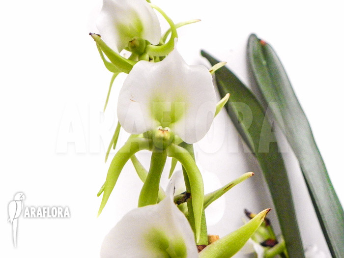 Angraecum eburneum