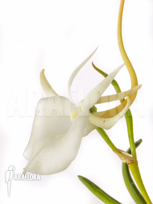 Angraecum scottianum