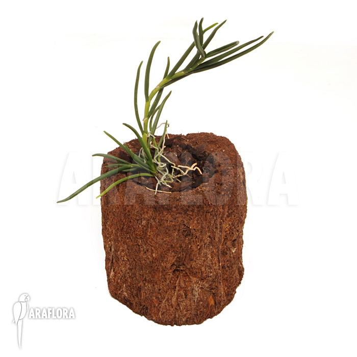 Angraecum scottianum