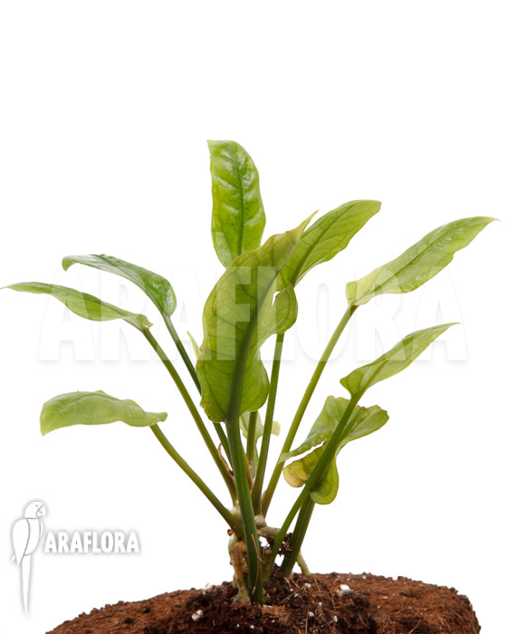 Anthurium Jungle Bush Dwarf ‘S’