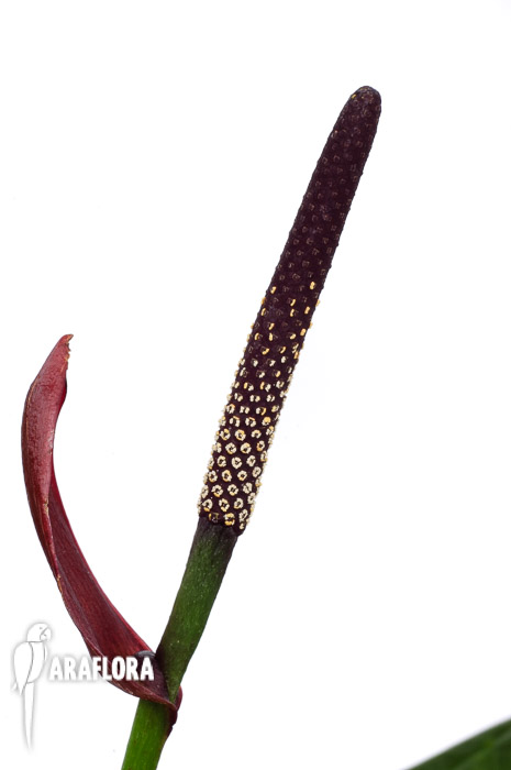 Anthurium ‘Lovely Green’