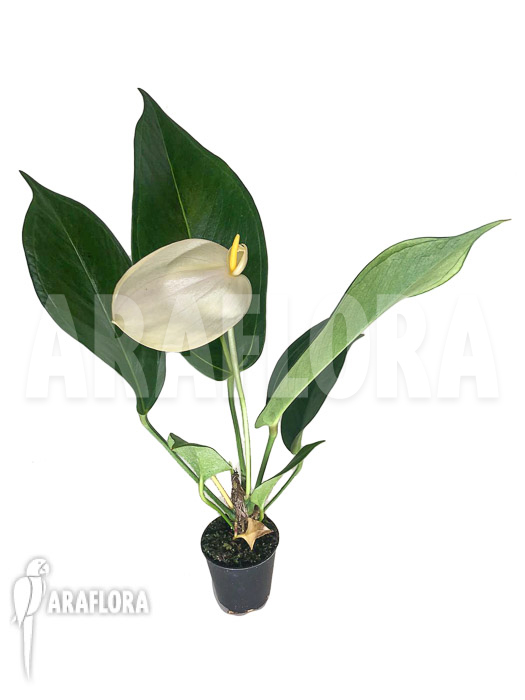 Anthurium ‘White a13