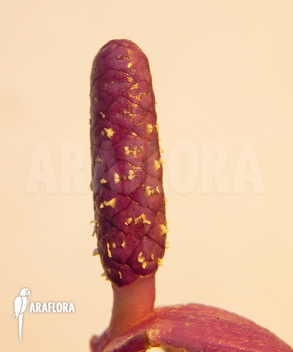 Anthurium amnicola ‘Flower’