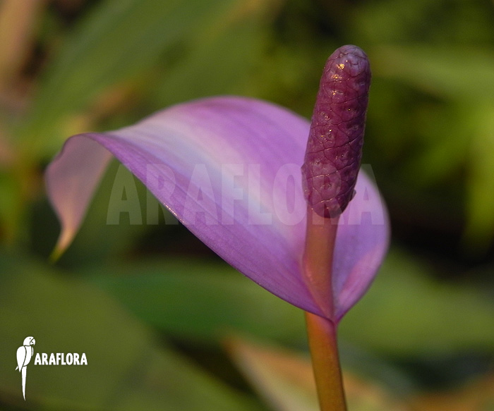 Anthurium amnicola ‘Flower’