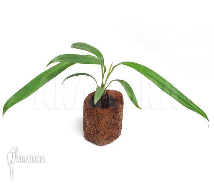 Anthurium bakerii