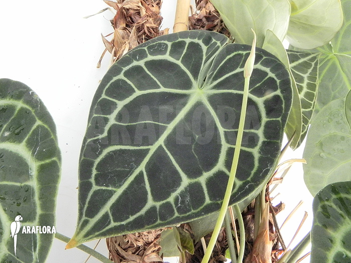 Anthurium clarinervium