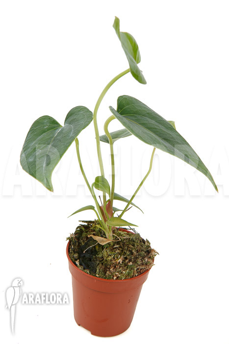 Anthurium decipiens ‘starter’