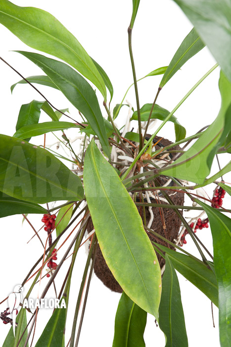 Anthurium gracile ‘XL’