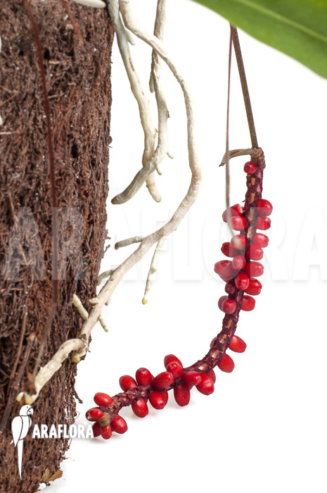 Anthurium gracile ‘XL’