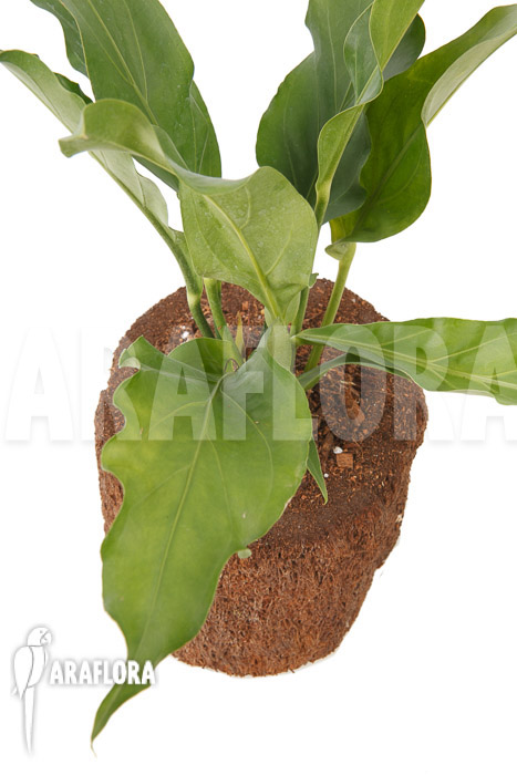 Anthurium hookerii