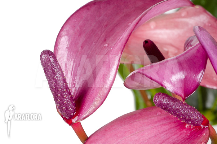 Anthurium mini Purple