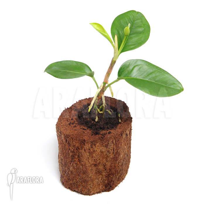 Anthurium obtusum ‘S’