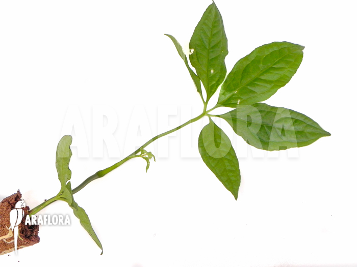 Anthurium pentaphyllum Costa Rica