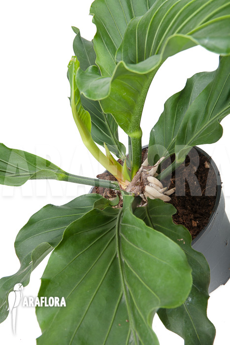 Anthurium plowmannii