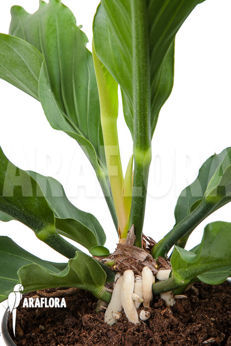 Anthurium plowmannii