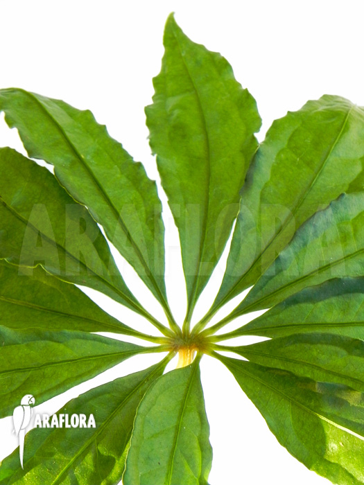 Anthurium polyschistum detail