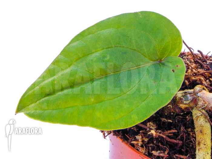 Anthurium radicans